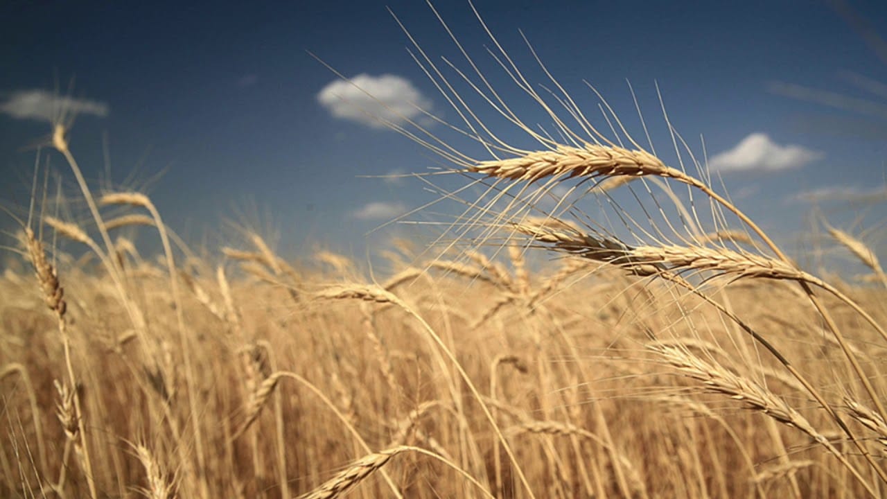 Turkey-red-wheat-1.jpg